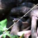 Image of Kodagu Clubtail