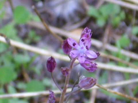 Image of autumn squill