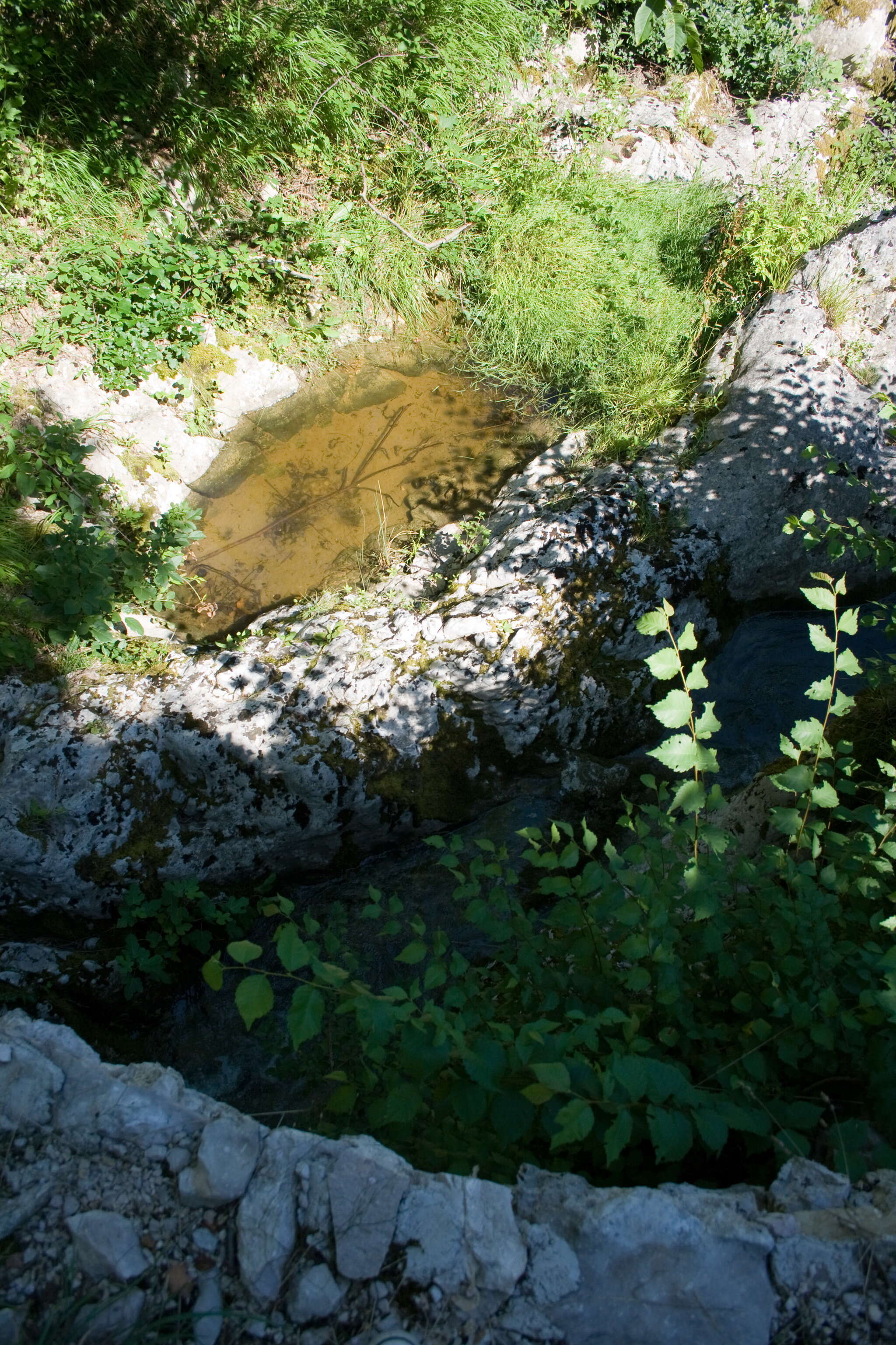 Image de sonneur à ventre jaune