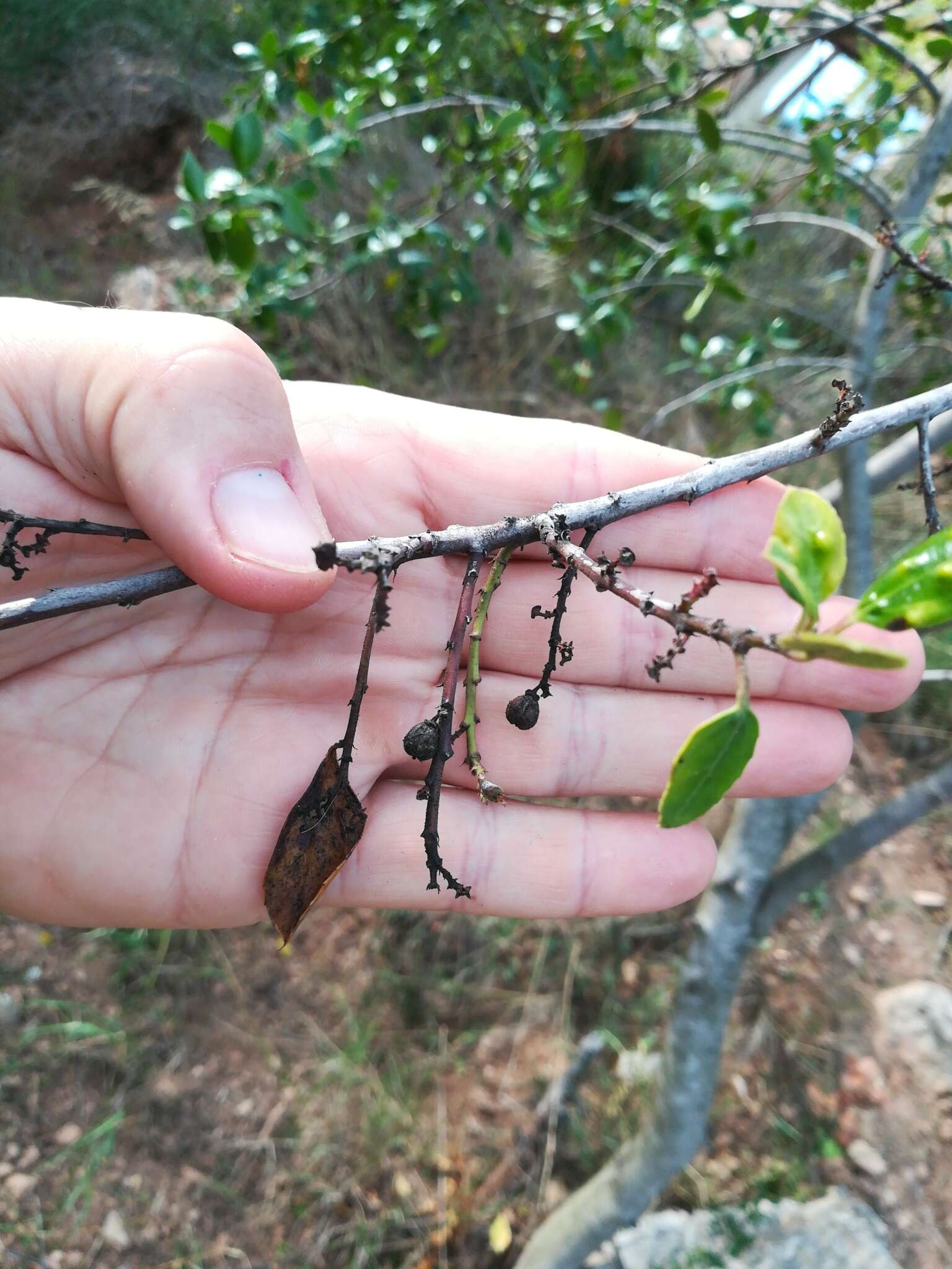 Image of Italian buckthorn