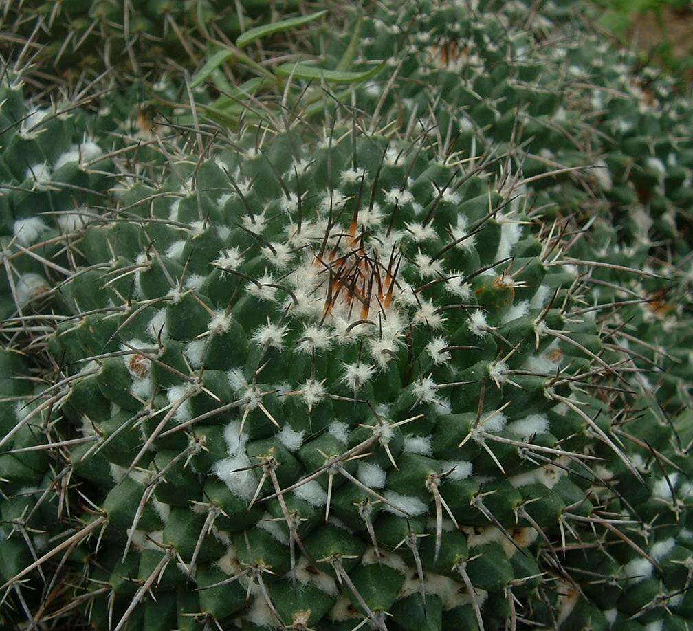 Image of Mammillaria polythele Mart.