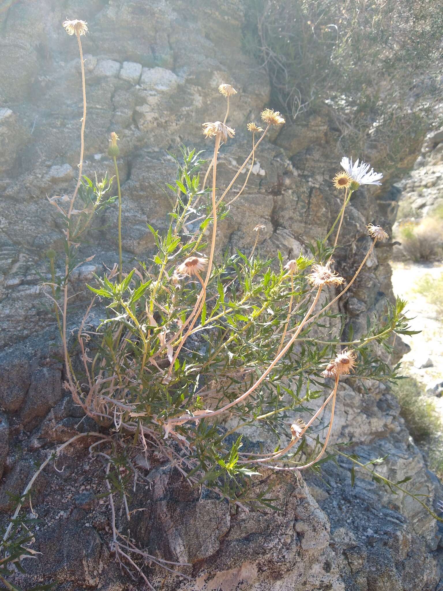 Plancia ëd <i>Xylorhiza <i>tortifolia</i></i> var. tortifolia