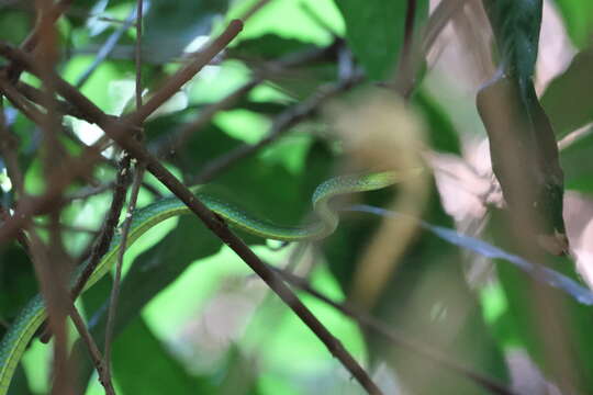 Image of Black-lined Green Snakes