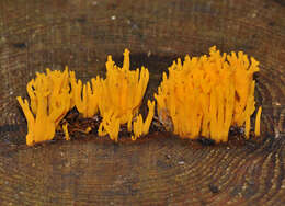 Imagem de Calocera viscosa (Pers.) Fr. 1821