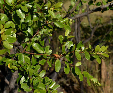 Image of Petalostigma banksii Britten & S. Moore