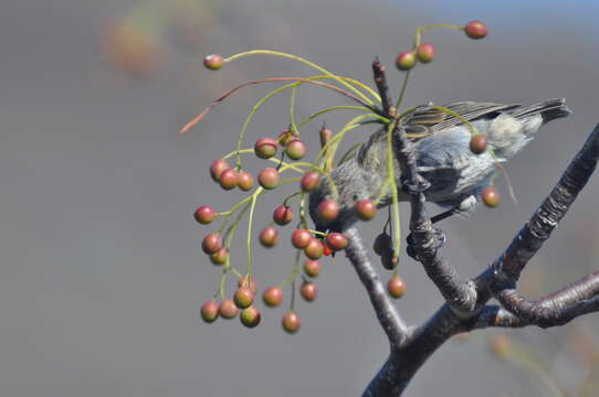 Image of Woodpecker Finch