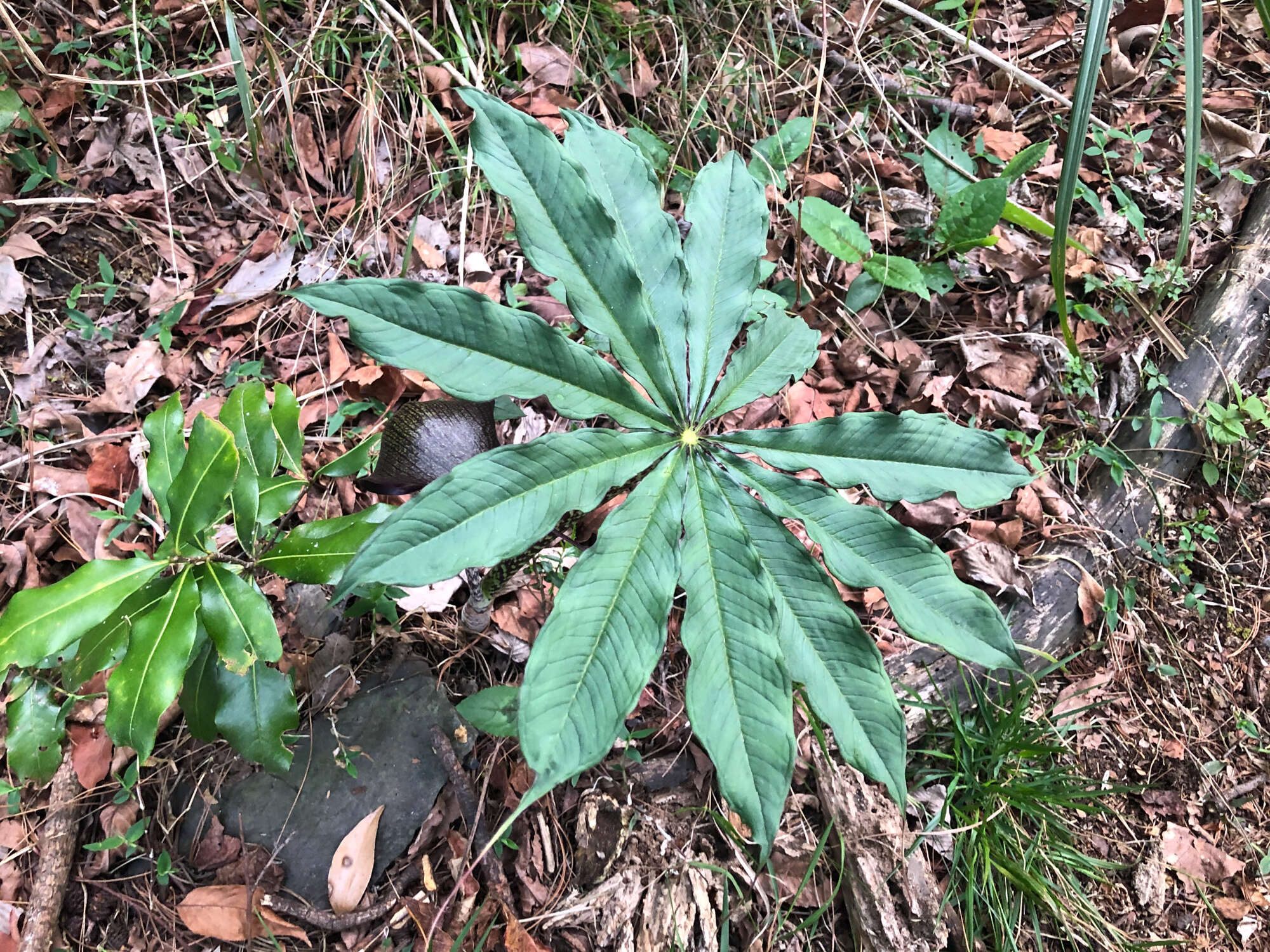 Arisaema taiwanense var. taiwanense的圖片