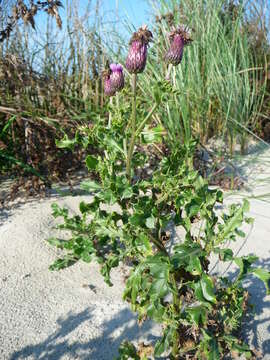 Image of Creeping Thistle