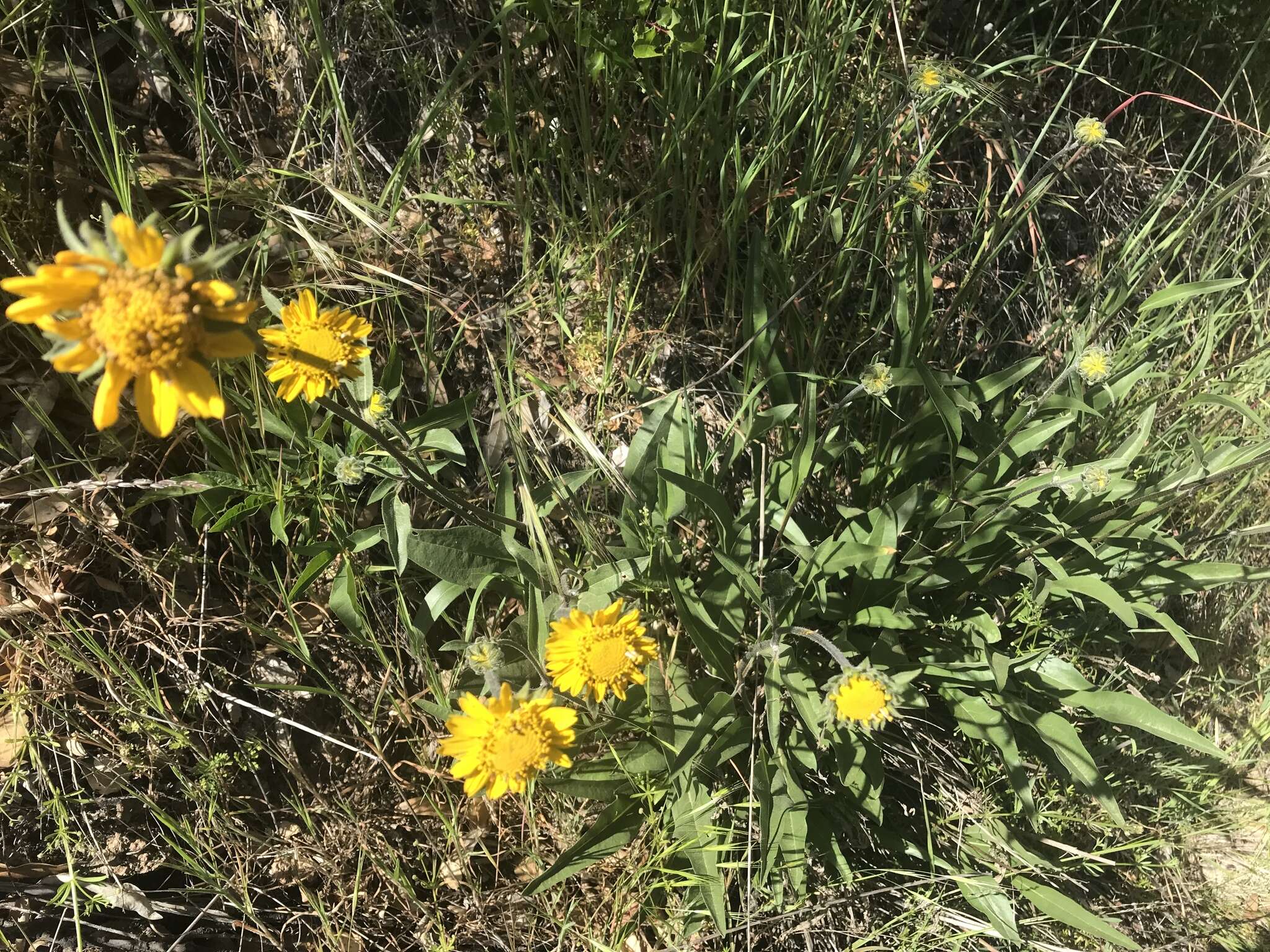 Imagem de Helianthella californica A. Gray