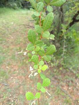 Image of Searsia mysorensis (G. Don) Moffett