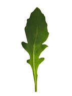 Image of Rocket salad