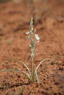 صورة Eremocrinum albomarginatum (M. E. Jones) M. E. Jones