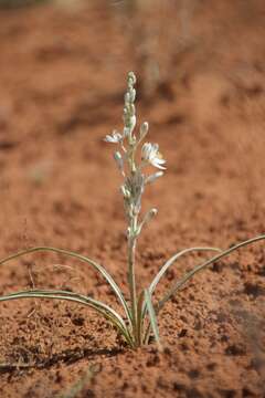 Image of lonely lily