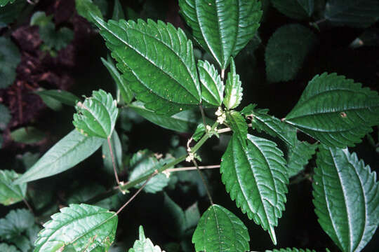 Image of Canadian clearweed