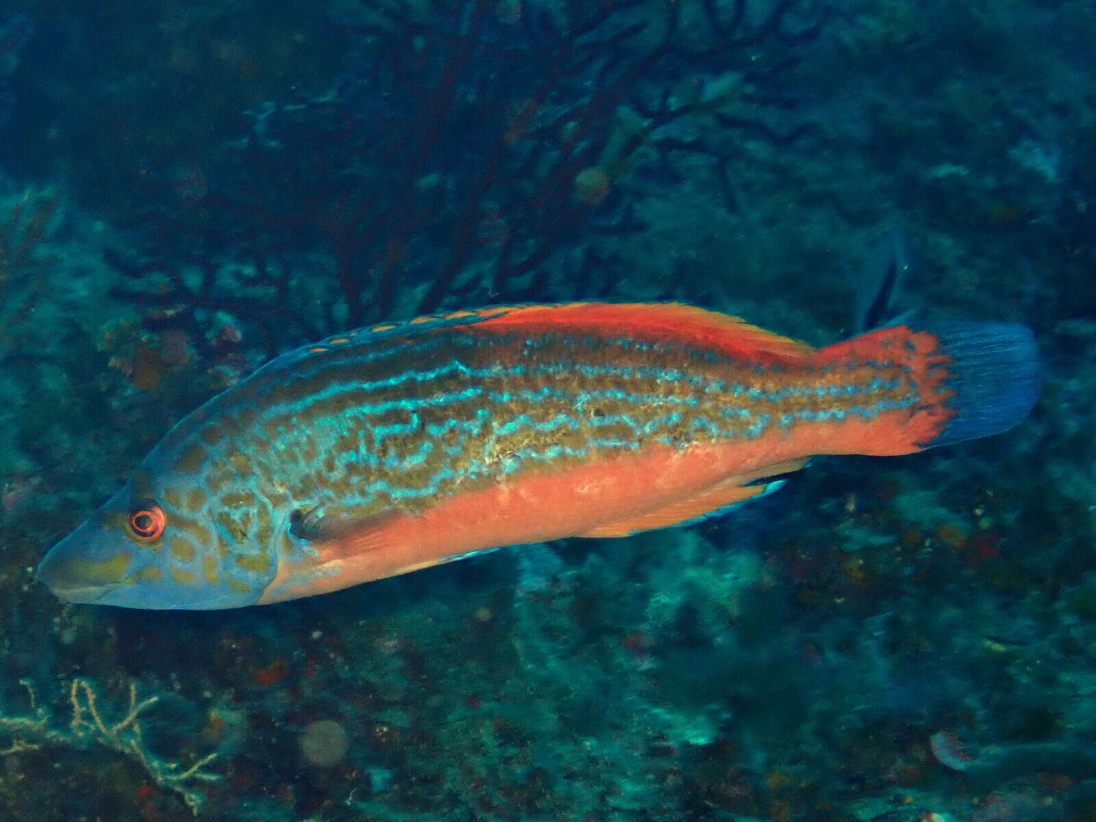 Image of Cuckoo Wrasse