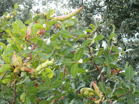 Image of Cyprus turpentine