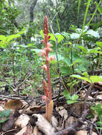 Image of Striped coralroot