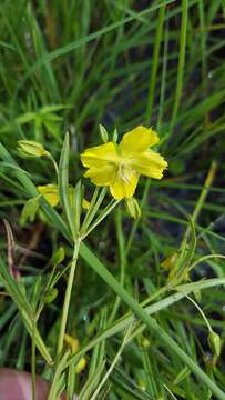 Image of fourflower yellow loosestrife