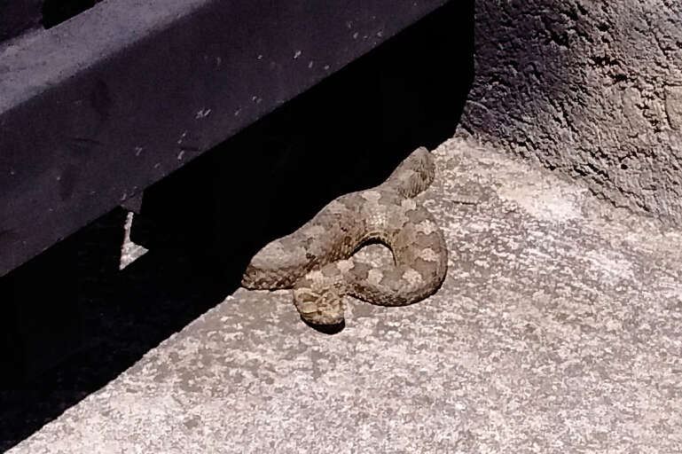 Image of Querétaro dusky rattlesnake