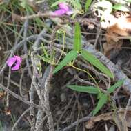 Image of Pinos Altos Mountain bean