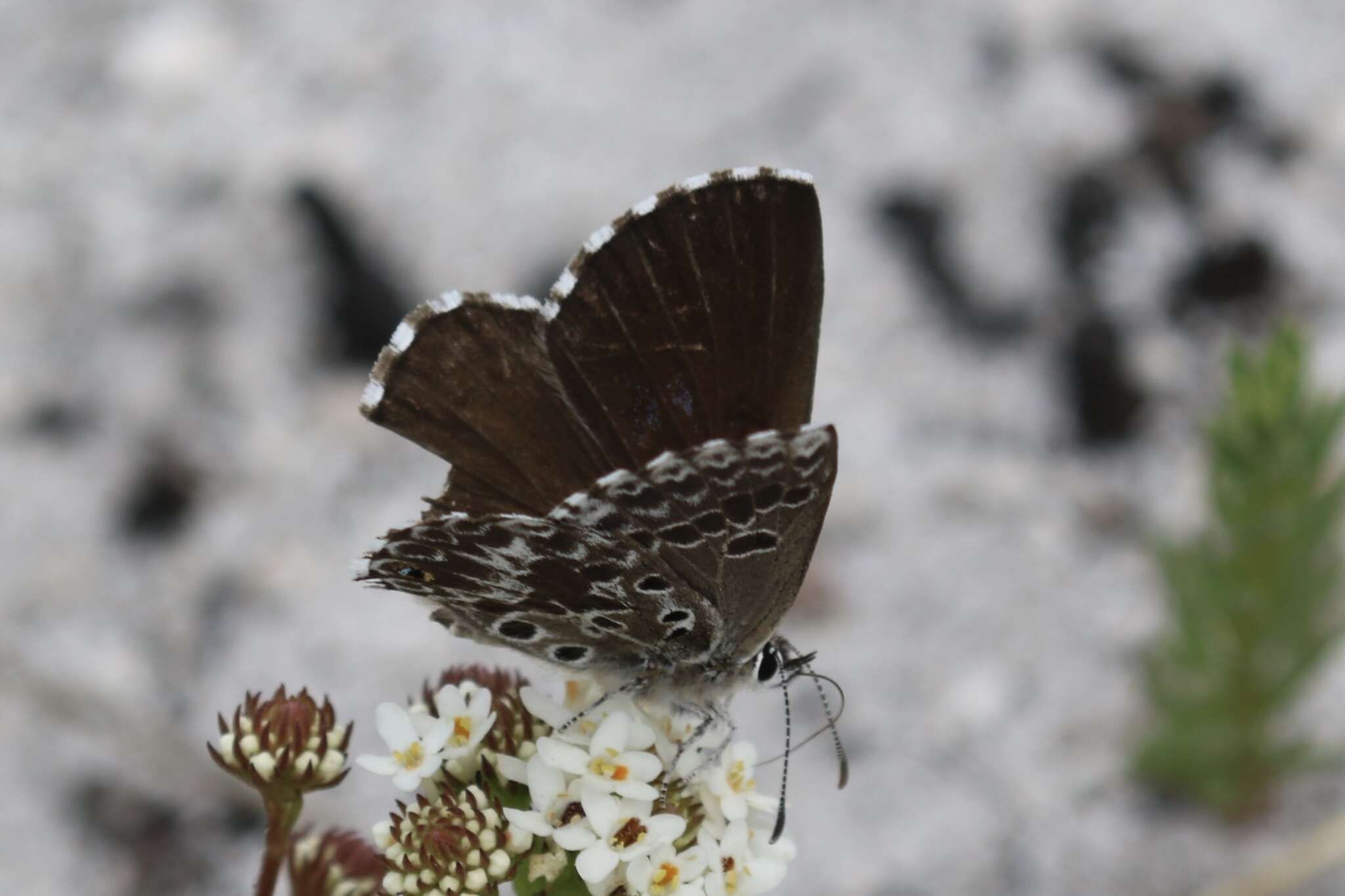 Image of Lepidochrysops methymna (Trimen 1862)