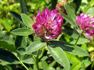 Trifolium medium (rights holder: )