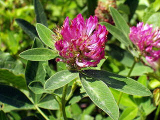 Imagem de Trifolium medium L.