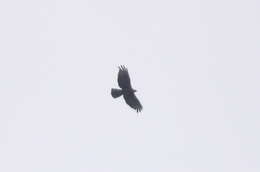 Image of Barred honey buzzard