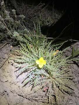 Imagem de Oenothera flava (A. Nels.) Garrett