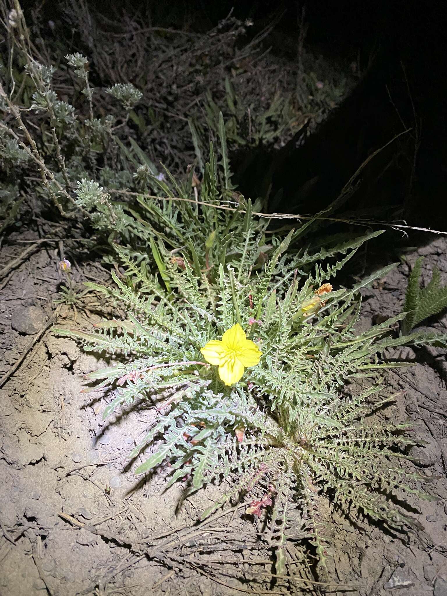 Plancia ëd Oenothera flava (A. Nels.) Garrett