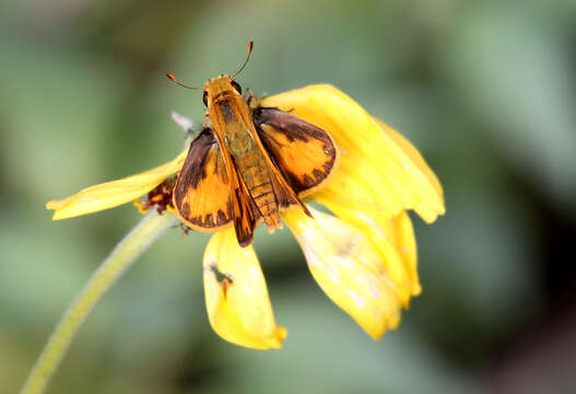 Image of Hylephila phyleus