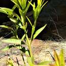 Image de Atkinsonia ligustrina (Lindley) F. Müll.