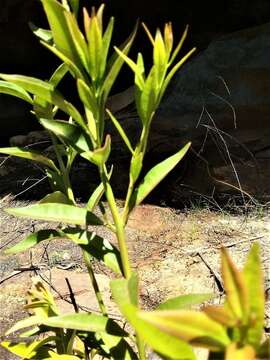 Imagem de Atkinsonia ligustrina (Lindley) F. Müll.