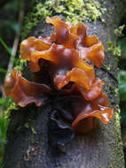 Image de Tremella foliacea