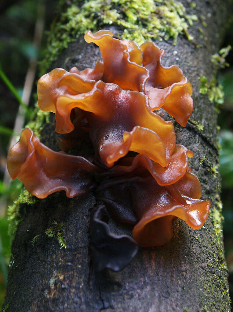 Image of Tremella foliacea
