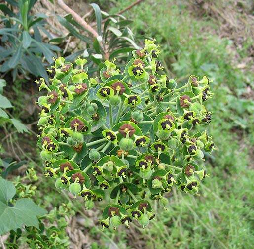 Image of Albanian spurge