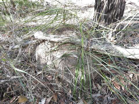 Image of Cycad