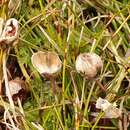 Imagem de <i>Stylidium subulatum</i>