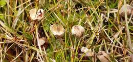 صورة <i>Stylidium subulatum</i>