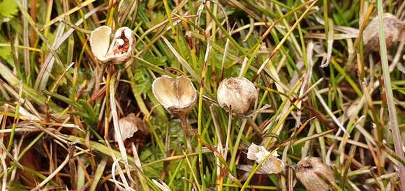 Image de <i>Stylidium subulatum</i>