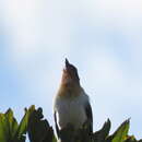 Image of White-rumped Tanager