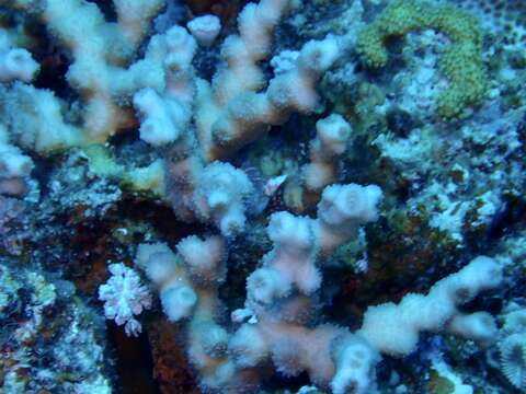 Image of hedgehog coral