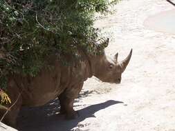 Image of Grass Rhinoceros