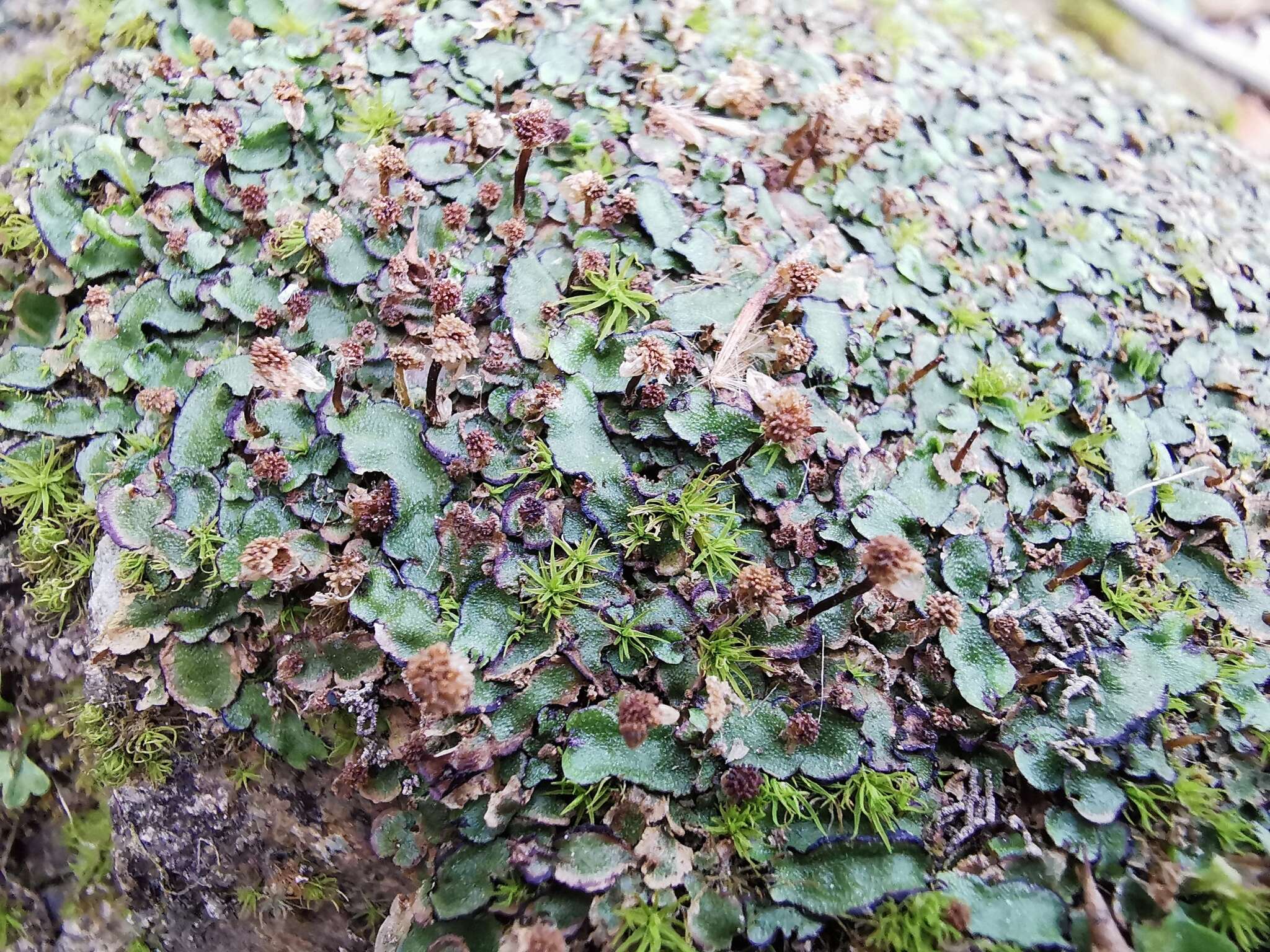 Sivun Asterella echinella (Gottsche) Underw. kuva