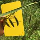 Image of fringed sedge