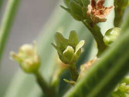 Image of Searsia pondoensis (Schönland) Moffett