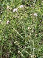 Plancia ëd Cirsium mohavense (Greene) Petr.