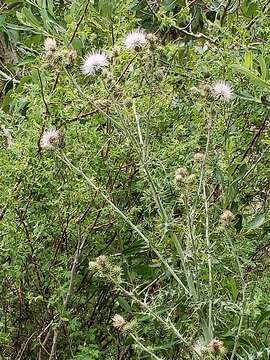 Plancia ëd Cirsium mohavense (Greene) Petr.