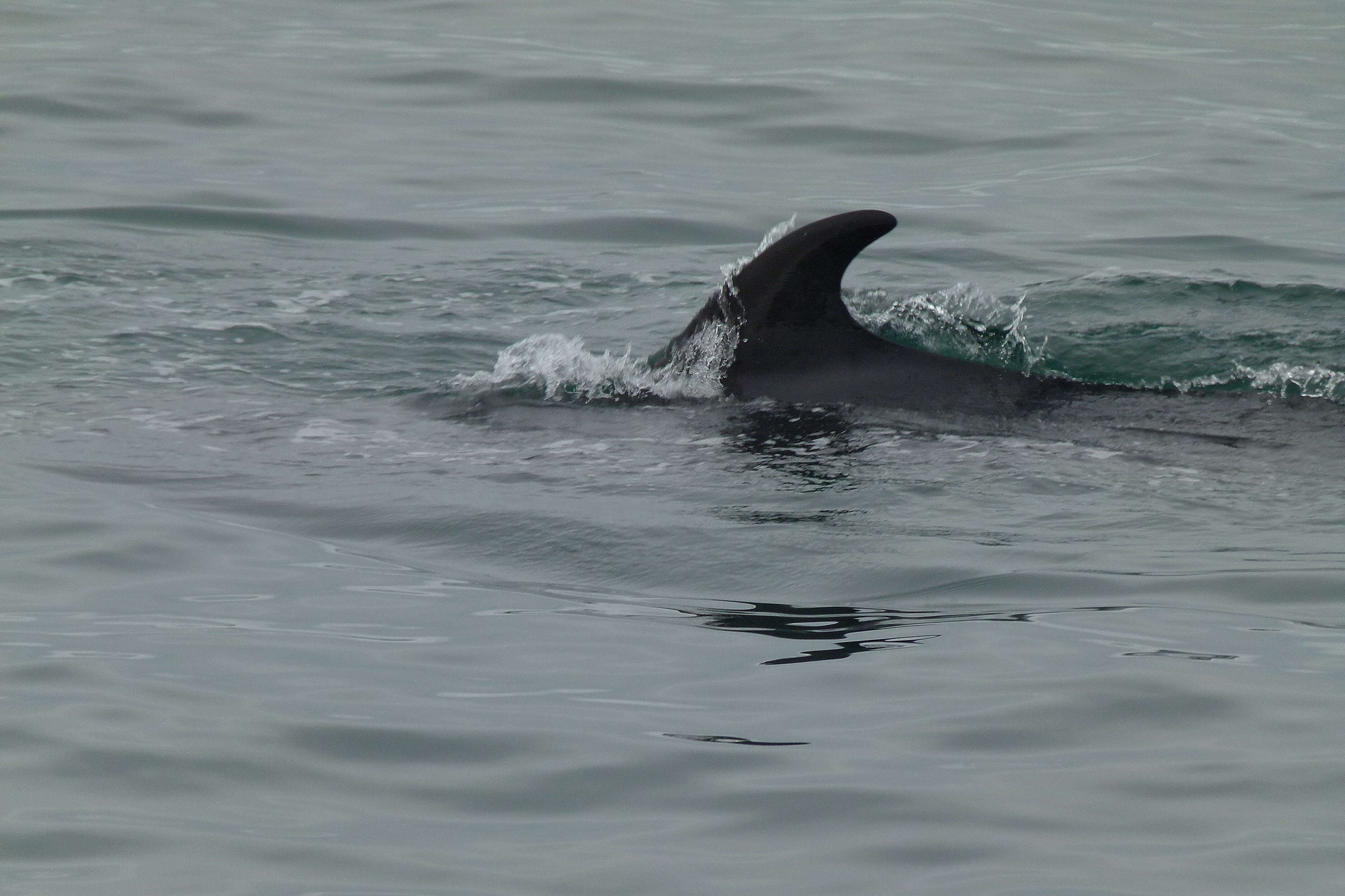 Image of Common Minke Whale