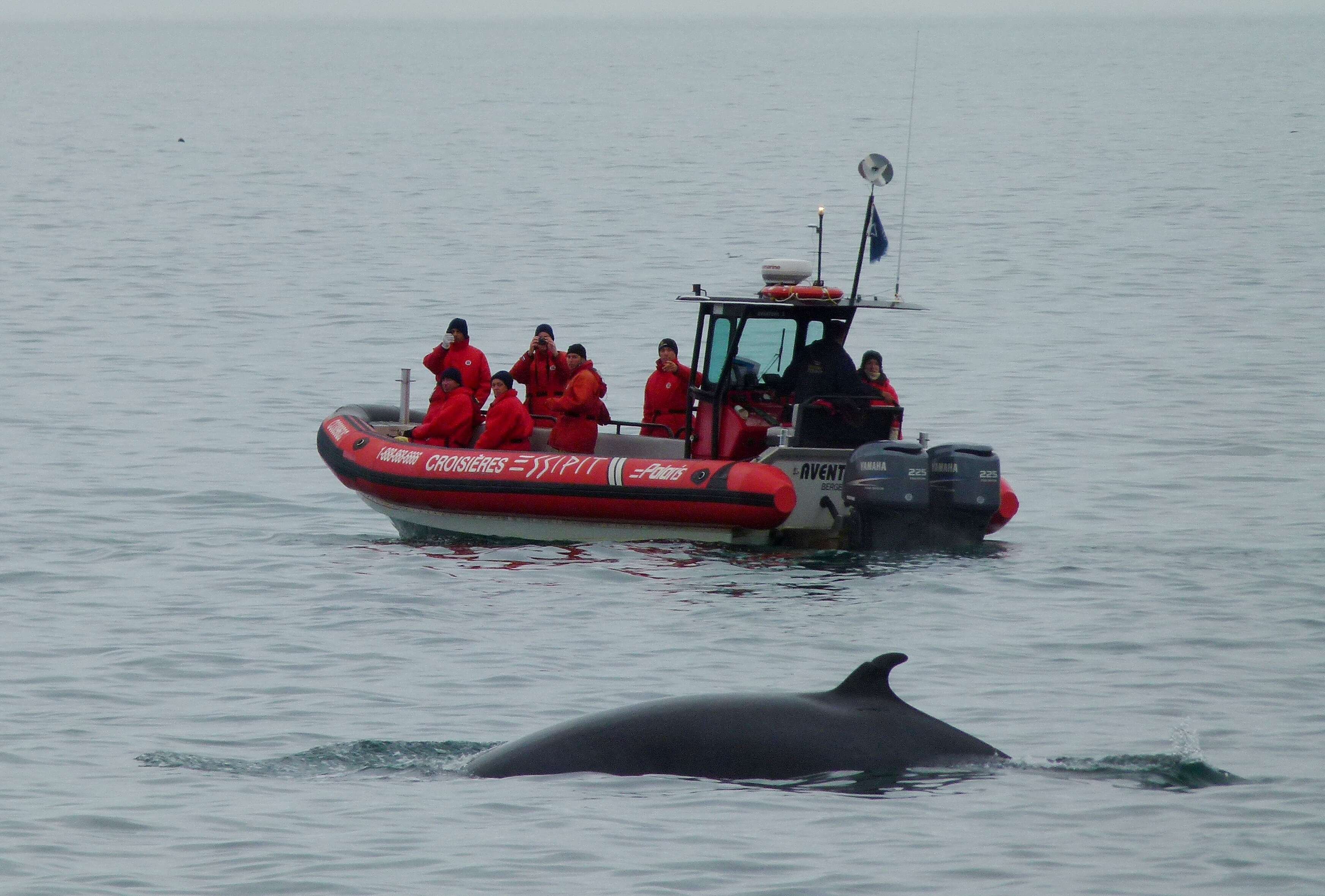 Image of Common Minke Whale